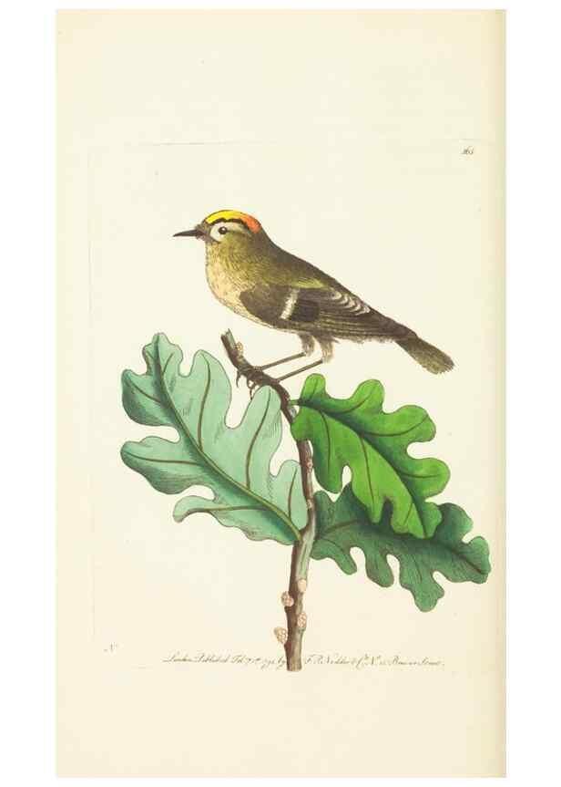 Reproducción/Reproduction 30742436055: The naturalist's miscellany, or Coloured figures of natural objects. London :Printed for Nodder & Co.,1789-1813
