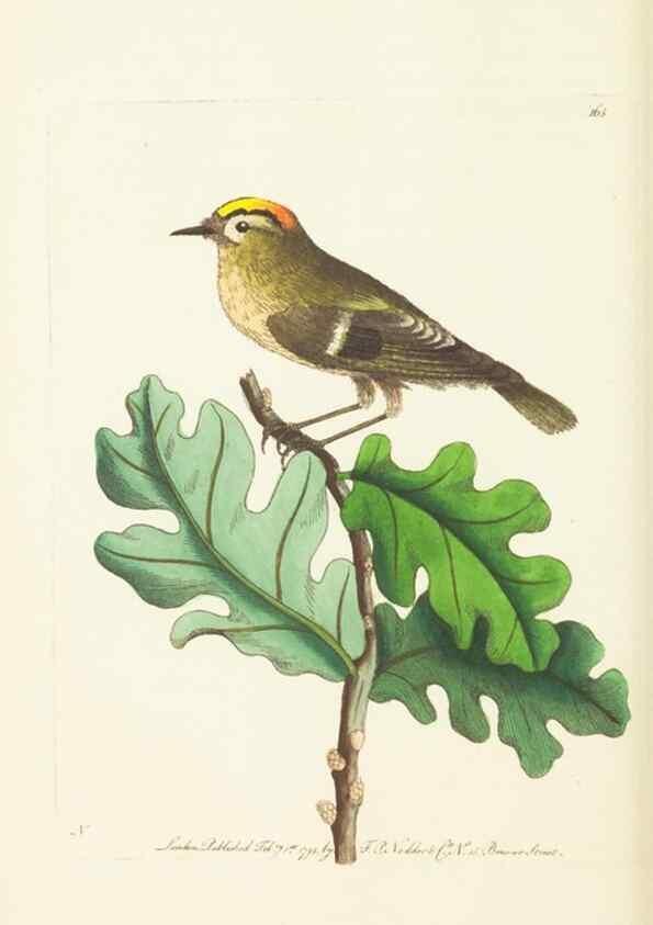 Reproducción/Reproduction 30742436055: The naturalist's miscellany, or Coloured figures of natural objects. London :Printed for Nodder & Co.,1789-1813