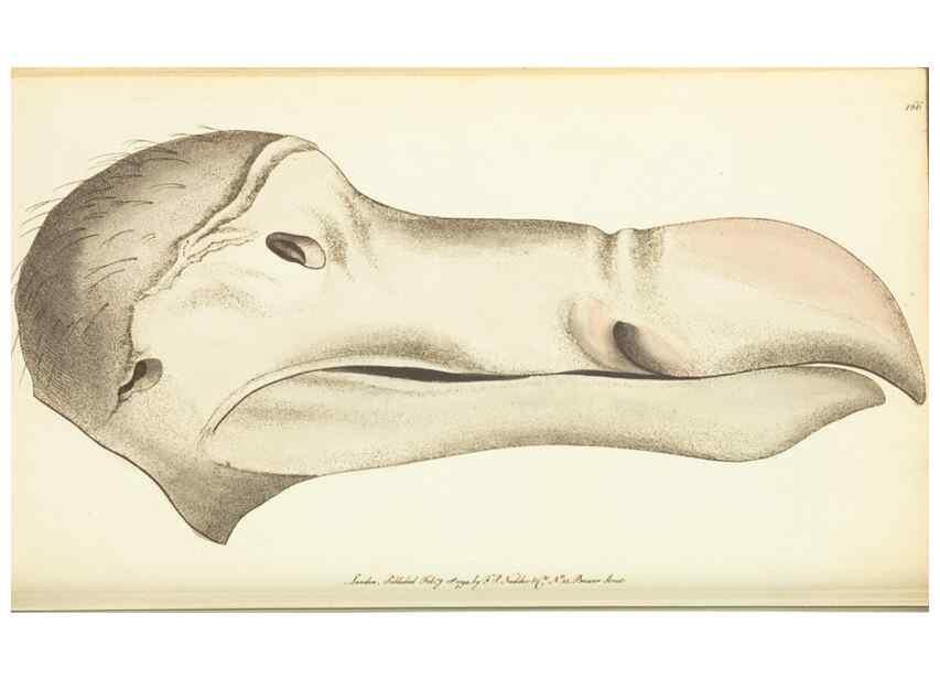 Reproducción/Reproduction 30110311794: The naturalist's miscellany, or Coloured figures of natural objects. London :Printed for Nodder & Co.,1789-1813