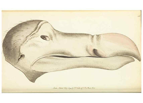 Reproducción/Reproduction 30110311794: The naturalist's miscellany, or Coloured figures of natural objects. London :Printed for Nodder & Co.,1789-1813