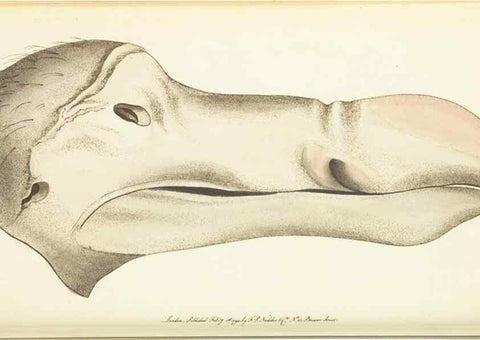Reproducción/Reproduction 30110311794: The naturalist's miscellany, or Coloured figures of natural objects. London :Printed for Nodder & Co.,1789-1813