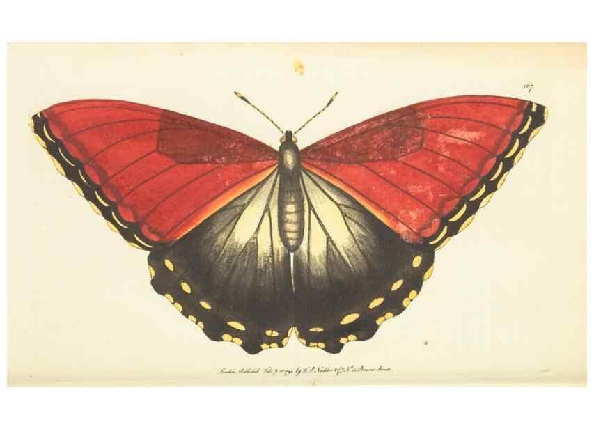 Reproducción/Reproduction 30742440135: The naturalist's miscellany, or Coloured figures of natural objects. London :Printed for Nodder & Co.,1789-1813
