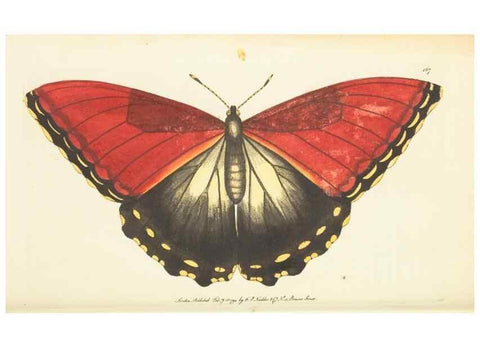 Reproducción/Reproduction 30742440135: The naturalist's miscellany, or Coloured figures of natural objects. London :Printed for Nodder & Co.,1789-1813