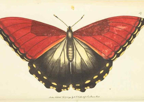 Reproducción/Reproduction 30742440135: The naturalist's miscellany, or Coloured figures of natural objects. London :Printed for Nodder & Co.,1789-1813