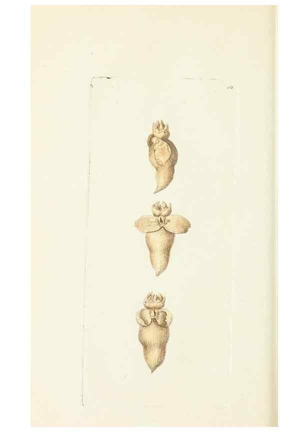 Reproducción/Reproduction 30654265851: The naturalist's miscellany, or Coloured figures of natural objects. London :Printed for Nodder & Co.,1789-1813