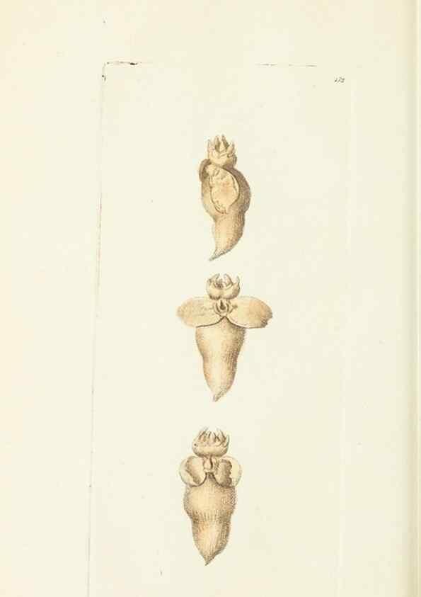 Reproducción/Reproduction 30654265851: The naturalist's miscellany, or Coloured figures of natural objects. London :Printed for Nodder & Co.,1789-1813