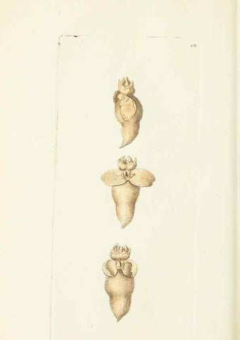 Reproducción/Reproduction 30654265851: The naturalist's miscellany, or Coloured figures of natural objects. London :Printed for Nodder & Co.,1789-1813