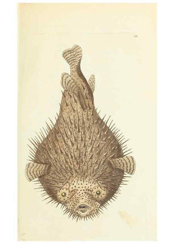 Reproducción/Reproduction 30107000423: The naturalist's miscellany, or Coloured figures of natural objects. London :Printed for Nodder & Co.,1789-1813