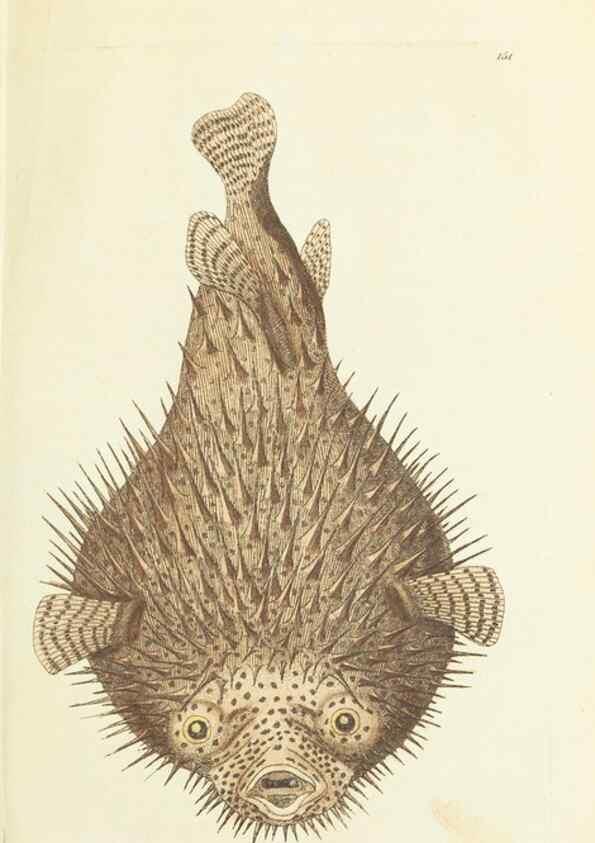 Reproducción/Reproduction 30107000423: The naturalist's miscellany, or Coloured figures of natural objects. London :Printed for Nodder & Co.,1789-1813