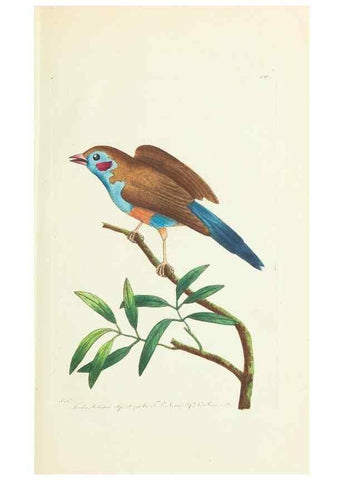 Reproducción/Reproduction 30742417775: The naturalist's miscellany, or Coloured figures of natural objects. London :Printed for Nodder & Co.,1789-1813