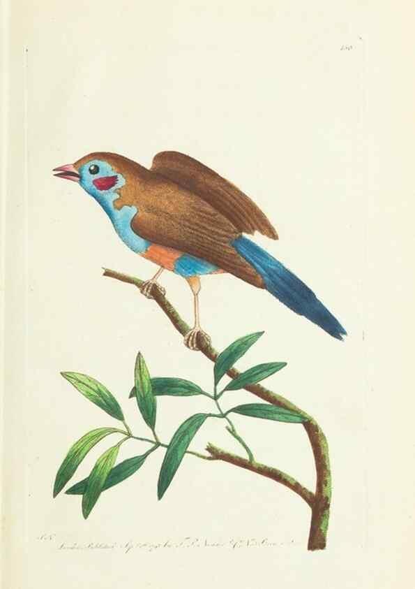 Reproducción/Reproduction 30742417775: The naturalist's miscellany, or Coloured figures of natural objects. London :Printed for Nodder & Co.,1789-1813