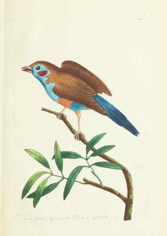 Reproducción/Reproduction 30742417775: The naturalist's miscellany, or Coloured figures of natural objects. London :Printed for Nodder & Co.,1789-1813