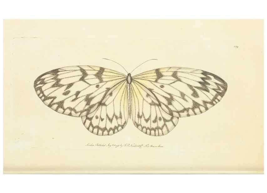 Reproducción/Reproduction 30110289084: The naturalist's miscellany, or Coloured figures of natural objects. London :Printed for Nodder & Co.,1789-1813