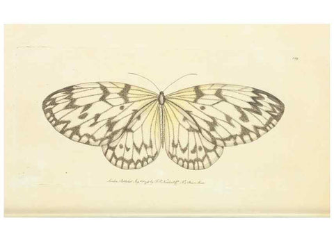 Reproducción/Reproduction 30110289084: The naturalist's miscellany, or Coloured figures of natural objects. London :Printed for Nodder & Co.,1789-1813