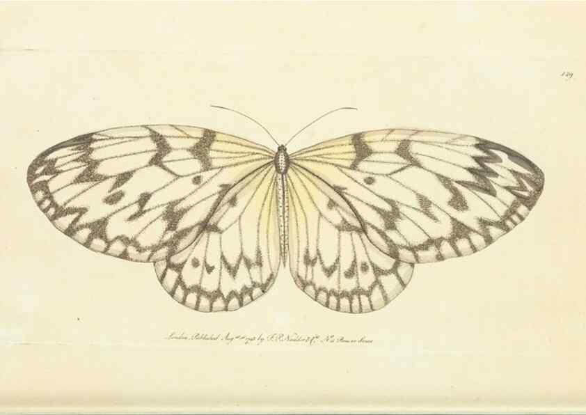 Reproducción/Reproduction 30110289084: The naturalist's miscellany, or Coloured figures of natural objects. London :Printed for Nodder & Co.,1789-1813