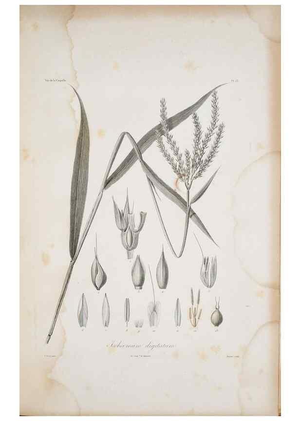 Reproducción/Reproduction 29929837610: Illustrationes florae novae hollandiae, sive icones generum quae in prodromo florae novae hollandiae et insulae van diemen descripsit robertus brown. Londini :Veneunt apud auctorem,1813