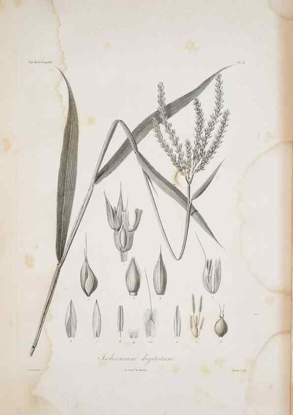 Reproducción/Reproduction 29929837610: Illustrationes florae novae hollandiae, sive icones generum quae in prodromo florae novae hollandiae et insulae van diemen descripsit robertus brown. Londini :Veneunt apud auctorem,1813