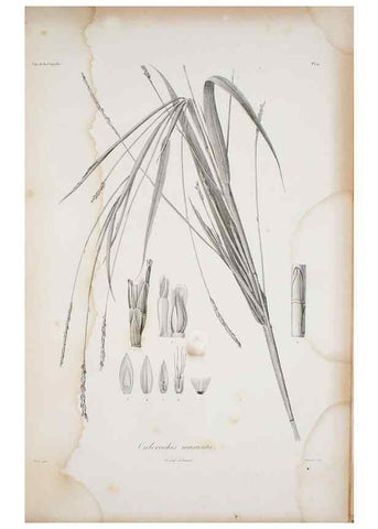 Reproducción/Reproduction 30140774591: Illustrationes florae novae hollandiae, sive icones generum quae in prodromo florae novae hollandiae et insulae van diemen descripsit robertus brown. Londini :Veneunt apud auctorem,1813