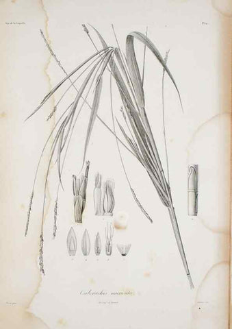 Reproducción/Reproduction 30140774591: Illustrationes florae novae hollandiae, sive icones generum quae in prodromo florae novae hollandiae et insulae van diemen descripsit robertus brown. Londini :Veneunt apud auctorem,1813