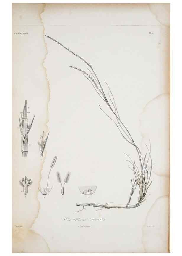 Reproducción/Reproduction 30226075515: Illustrationes florae novae hollandiae, sive icones generum quae in prodromo florae novae hollandiae et insulae van diemen descripsit robertus brown. Londini :Veneunt apud auctorem,1813