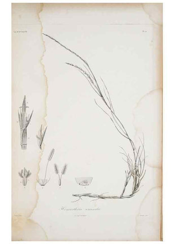 Reproducción/Reproduction 30226075515: Illustrationes florae novae hollandiae, sive icones generum quae in prodromo florae novae hollandiae et insulae van diemen descripsit robertus brown. Londini :Veneunt apud auctorem,1813