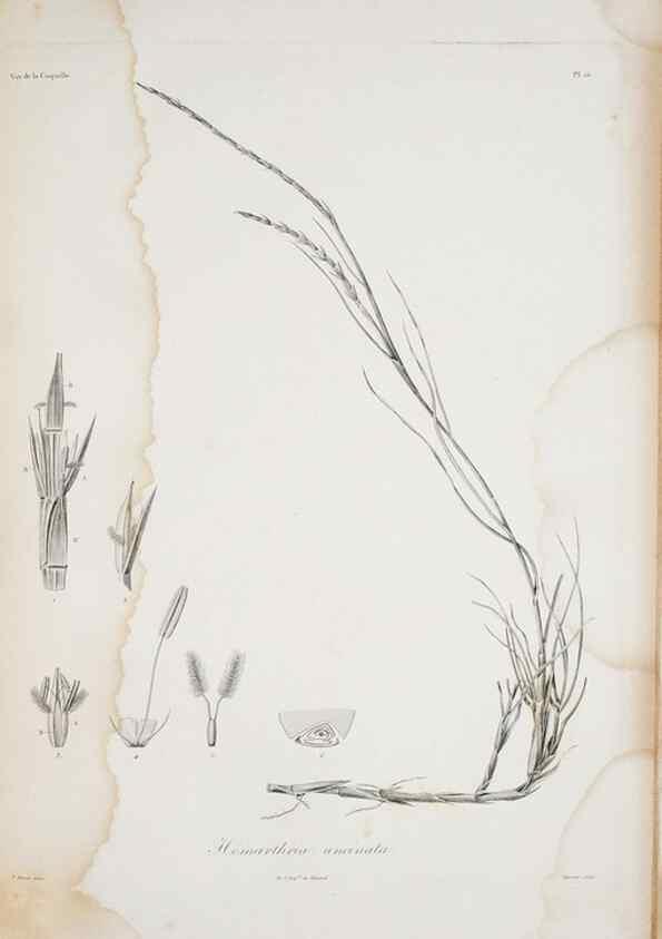 Reproducción/Reproduction 30226075515: Illustrationes florae novae hollandiae, sive icones generum quae in prodromo florae novae hollandiae et insulae van diemen descripsit robertus brown. Londini :Veneunt apud auctorem,1813