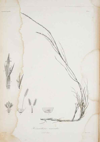 Reproducción/Reproduction 30226075515: Illustrationes florae novae hollandiae, sive icones generum quae in prodromo florae novae hollandiae et insulae van diemen descripsit robertus brown. Londini :Veneunt apud auctorem,1813