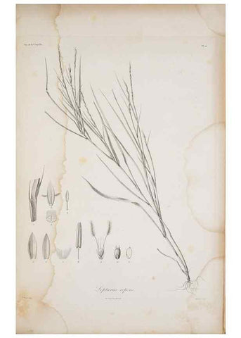 Reproducción/Reproduction 29596739863: Illustrationes florae novae hollandiae, sive icones generum quae in prodromo florae novae hollandiae et insulae van diemen descripsit robertus brown. Londini :Veneunt apud auctorem,1813