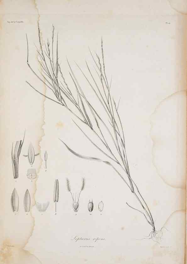 Reproducción/Reproduction 29596739863: Illustrationes florae novae hollandiae, sive icones generum quae in prodromo florae novae hollandiae et insulae van diemen descripsit robertus brown. Londini :Veneunt apud auctorem,1813