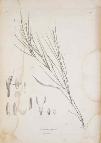 Reproducción/Reproduction 29596739863: Illustrationes florae novae hollandiae, sive icones generum quae in prodromo florae novae hollandiae et insulae van diemen descripsit robertus brown. Londini :Veneunt apud auctorem,1813
