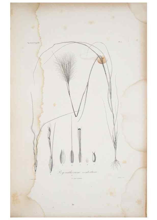 Reproducción/Reproduction 29596742583: Illustrationes florae novae hollandiae, sive icones generum quae in prodromo florae novae hollandiae et insulae van diemen descripsit robertus brown. Londini :Veneunt apud auctorem,1813