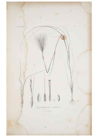 Reproducción/Reproduction 29596742583: Illustrationes florae novae hollandiae, sive icones generum quae in prodromo florae novae hollandiae et insulae van diemen descripsit robertus brown. Londini :Veneunt apud auctorem,1813