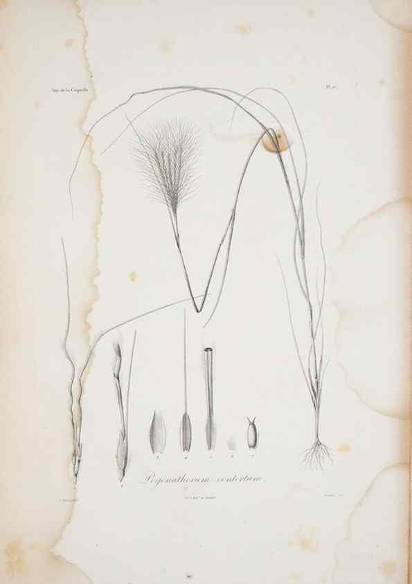 Reproducción/Reproduction 29596742583: Illustrationes florae novae hollandiae, sive icones generum quae in prodromo florae novae hollandiae et insulae van diemen descripsit robertus brown. Londini :Veneunt apud auctorem,1813
