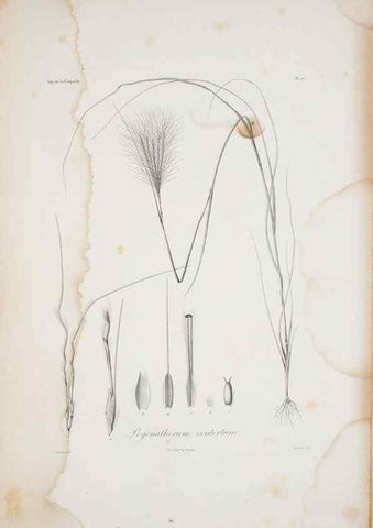 Reproducción/Reproduction 29596742583: Illustrationes florae novae hollandiae, sive icones generum quae in prodromo florae novae hollandiae et insulae van diemen descripsit robertus brown. Londini :Veneunt apud auctorem,1813