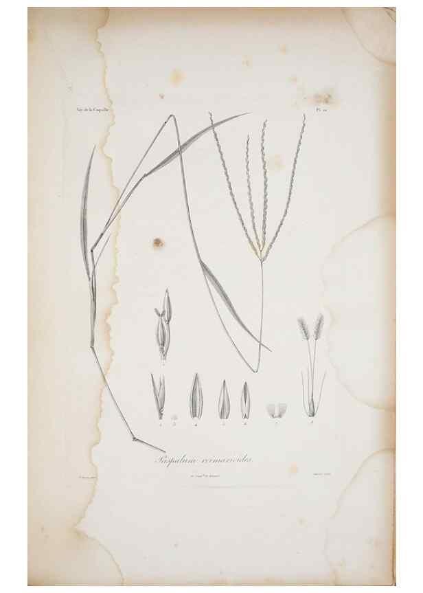 Reproducción/Reproduction 30226089335: Illustrationes florae novae hollandiae, sive icones generum quae in prodromo florae novae hollandiae et insulae van diemen descripsit robertus brown. Londini :Veneunt apud auctorem,1813