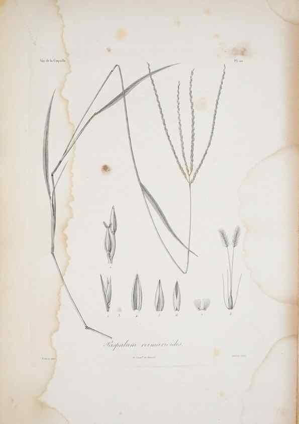 Reproducción/Reproduction 30226089335: Illustrationes florae novae hollandiae, sive icones generum quae in prodromo florae novae hollandiae et insulae van diemen descripsit robertus brown. Londini :Veneunt apud auctorem,1813