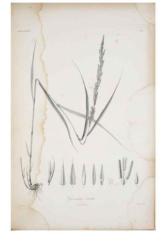 Reproducción/Reproduction 30191326986: Illustrationes florae novae hollandiae, sive icones generum quae in prodromo florae novae hollandiae et insulae van diemen descripsit robertus brown. Londini :Veneunt apud auctorem,1813