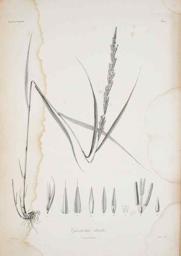 Reproducción/Reproduction 30191326986: Illustrationes florae novae hollandiae, sive icones generum quae in prodromo florae novae hollandiae et insulae van diemen descripsit robertus brown. Londini :Veneunt apud auctorem,1813