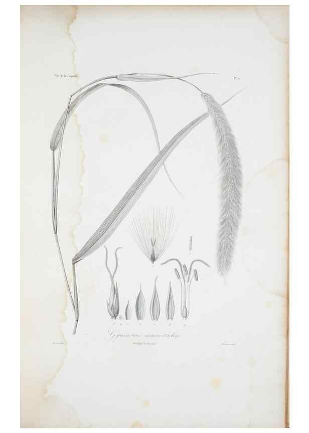 Reproducción/Reproduction 29595968074: Illustrationes florae novae hollandiae, sive icones generum quae in prodromo florae novae hollandiae et insulae van diemen descripsit robertus brown. Londini :Veneunt apud auctorem,1813
