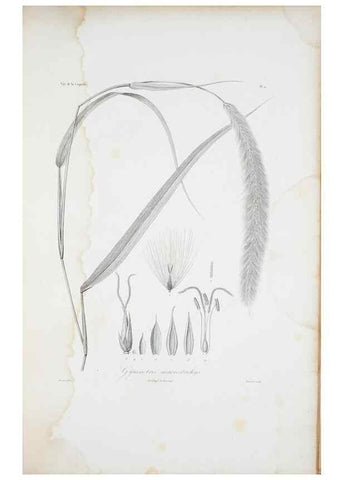 Reproducción/Reproduction 29595968074: Illustrationes florae novae hollandiae, sive icones generum quae in prodromo florae novae hollandiae et insulae van diemen descripsit robertus brown. Londini :Veneunt apud auctorem,1813
