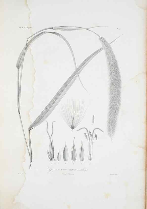 Reproducción/Reproduction 29595968074: Illustrationes florae novae hollandiae, sive icones generum quae in prodromo florae novae hollandiae et insulae van diemen descripsit robertus brown. Londini :Veneunt apud auctorem,1813