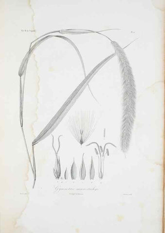 Reproducción/Reproduction 29595968074: Illustrationes florae novae hollandiae, sive icones generum quae in prodromo florae novae hollandiae et insulae van diemen descripsit robertus brown. Londini :Veneunt apud auctorem,1813
