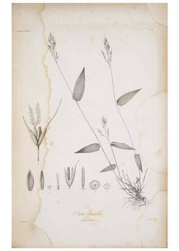 Reproducción/Reproduction 30191328146: Illustrationes florae novae hollandiae, sive icones generum quae in prodromo florae novae hollandiae et insulae van diemen descripsit robertus brown. Londini :Veneunt apud auctorem,1813