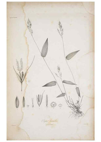 Reproducción/Reproduction 30191328146: Illustrationes florae novae hollandiae, sive icones generum quae in prodromo florae novae hollandiae et insulae van diemen descripsit robertus brown. Londini :Veneunt apud auctorem,1813