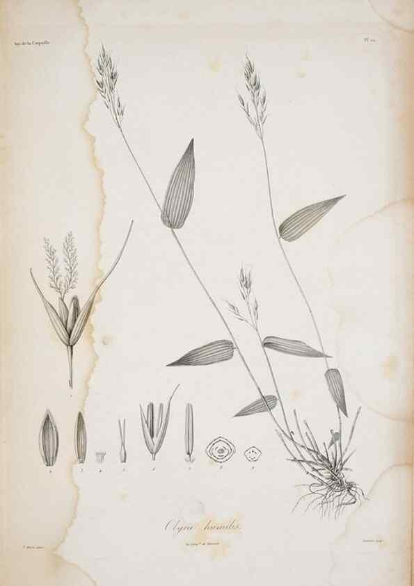 Reproducción/Reproduction 30191328146: Illustrationes florae novae hollandiae, sive icones generum quae in prodromo florae novae hollandiae et insulae van diemen descripsit robertus brown. Londini :Veneunt apud auctorem,1813