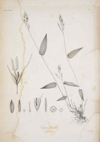 Reproducción/Reproduction 30191328146: Illustrationes florae novae hollandiae, sive icones generum quae in prodromo florae novae hollandiae et insulae van diemen descripsit robertus brown. Londini :Veneunt apud auctorem,1813