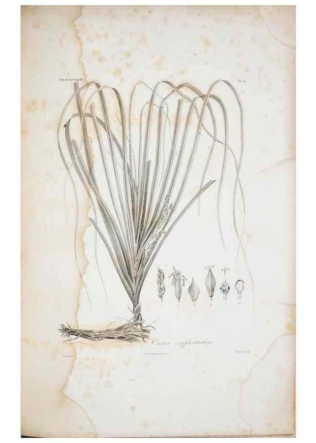 Reproducción/Reproduction 29929865580: Illustrationes florae novae hollandiae, sive icones generum quae in prodromo florae novae hollandiae et insulae van diemen descripsit robertus brown. Londini :Veneunt apud auctorem,1813