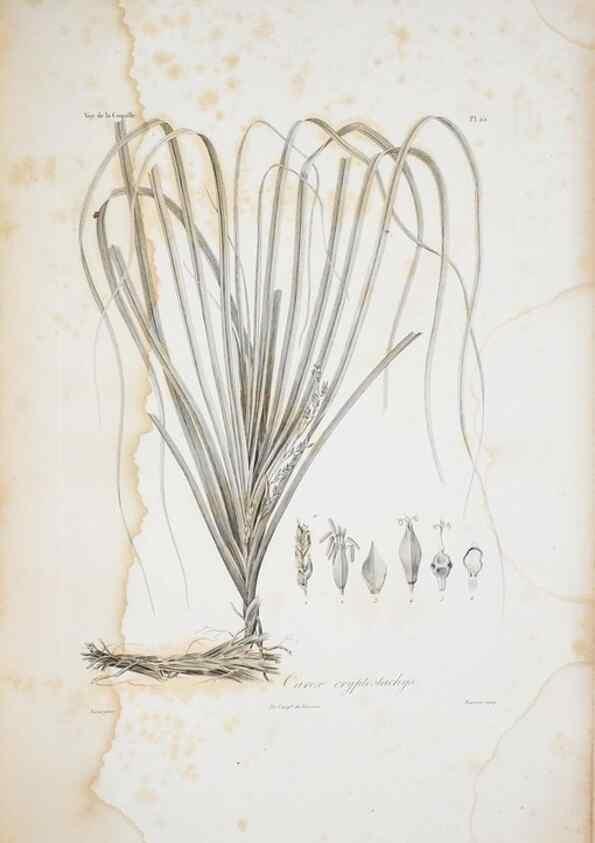 Reproducción/Reproduction 29929865580: Illustrationes florae novae hollandiae, sive icones generum quae in prodromo florae novae hollandiae et insulae van diemen descripsit robertus brown. Londini :Veneunt apud auctorem,1813