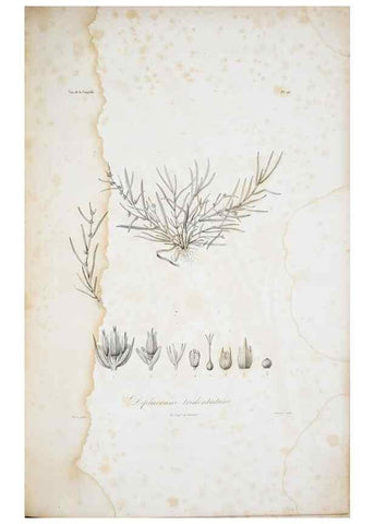 Reproducción/Reproduction 30191331746: Illustrationes florae novae hollandiae, sive icones generum quae in prodromo florae novae hollandiae et insulae van diemen descripsit robertus brown. Londini :Veneunt apud auctorem,1813