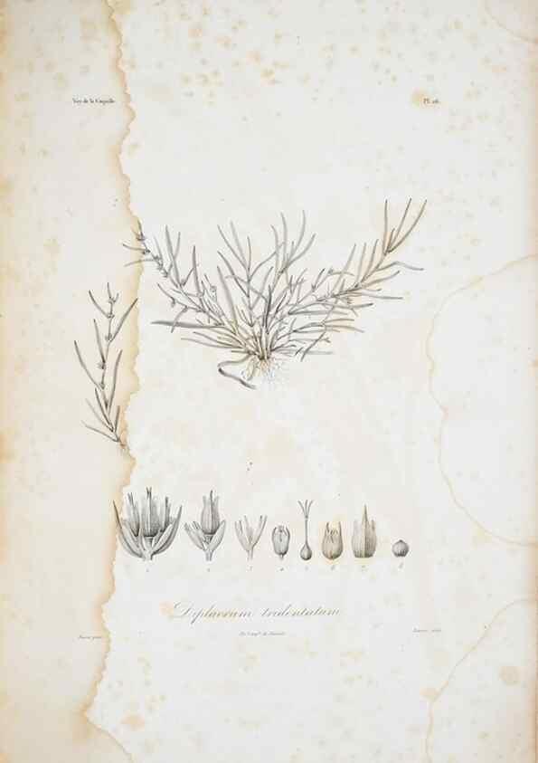 Reproducción/Reproduction 30191331746: Illustrationes florae novae hollandiae, sive icones generum quae in prodromo florae novae hollandiae et insulae van diemen descripsit robertus brown. Londini :Veneunt apud auctorem,1813